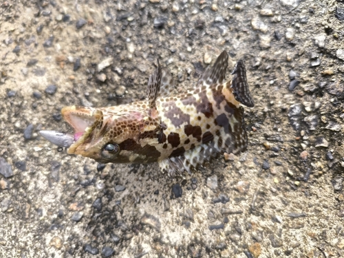 マダラハタの釣果