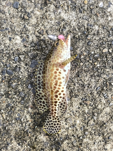 カンモンハタの釣果