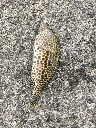 カンモンハタの釣果