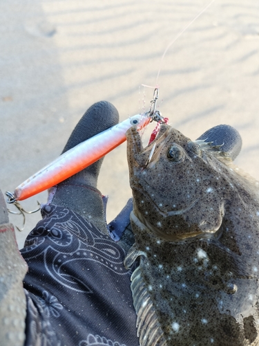 ソゲの釣果