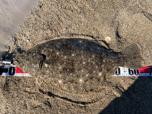 ヒラメの釣果