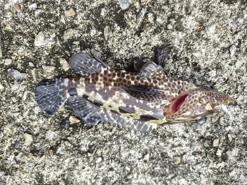 マダラハタの釣果