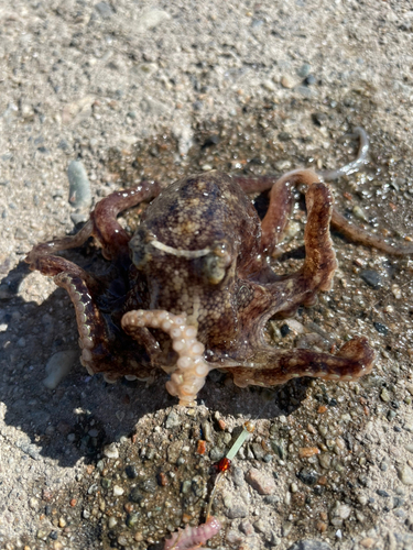 魚津補助港