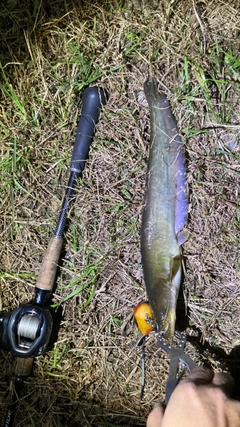 マナマズの釣果