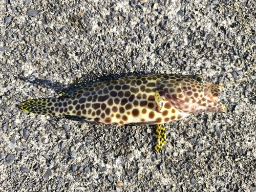 カンモンハタの釣果