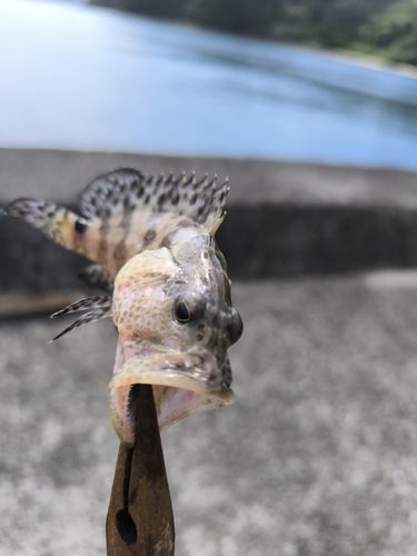 マダラハタの釣果