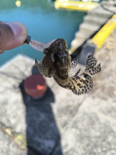 マダラハタの釣果