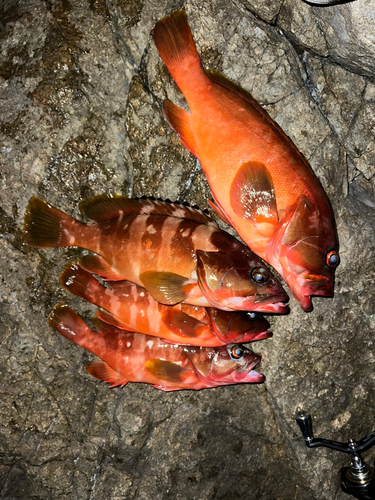 アカハタの釣果