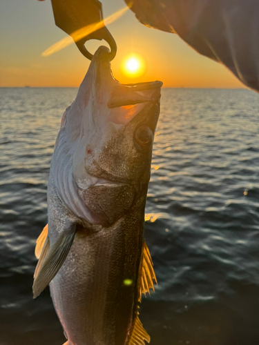 スズキの釣果