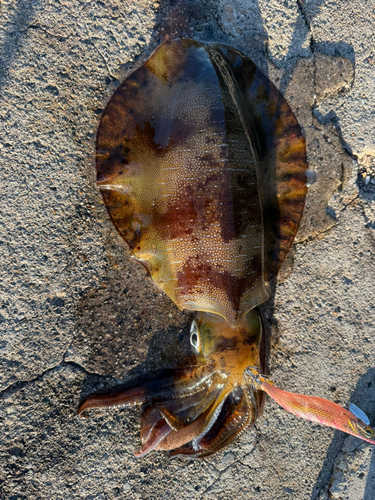 アオリイカの釣果