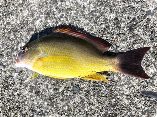 オキフエダイの釣果