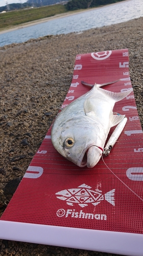 メッキの釣果