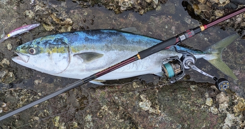 ブリの釣果