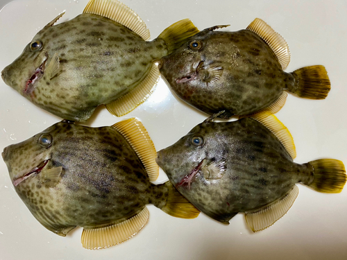 カワハギの釣果