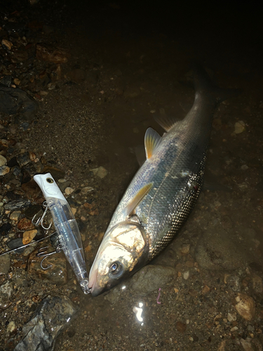 ウグイの釣果