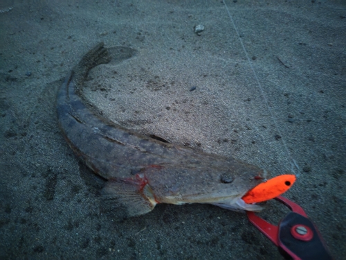 マゴチの釣果