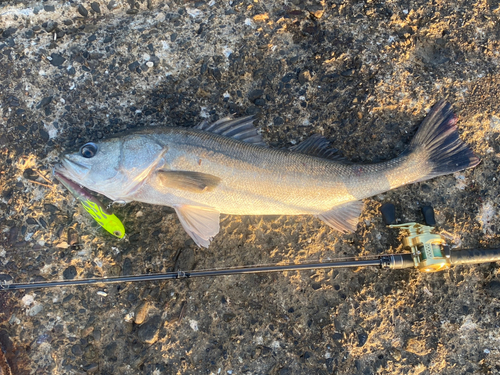 スズキの釣果