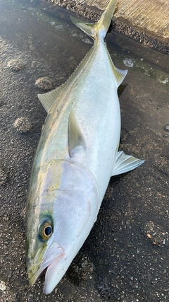 ヤズの釣果