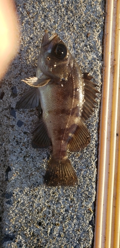 シロメバルの釣果