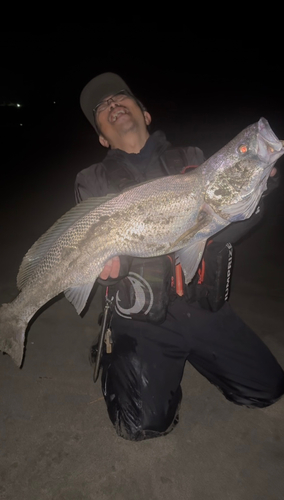 オオニベの釣果