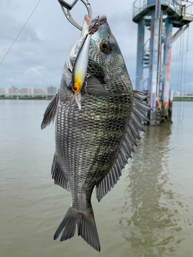 クロダイの釣果