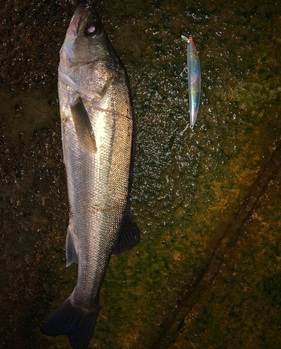 シーバスの釣果