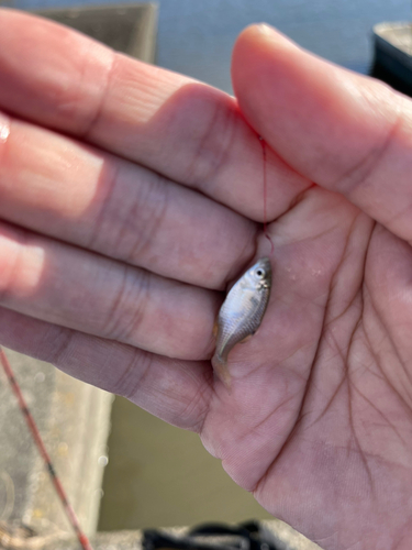 タイリクバラタナゴの釣果