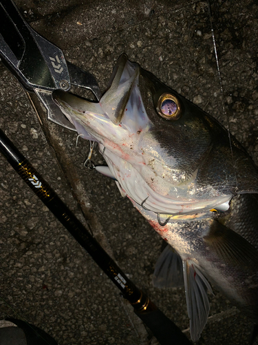 シーバスの釣果