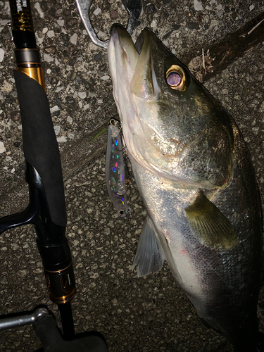 シーバスの釣果