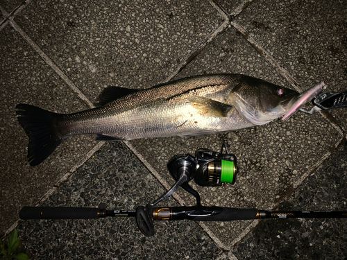 シーバスの釣果