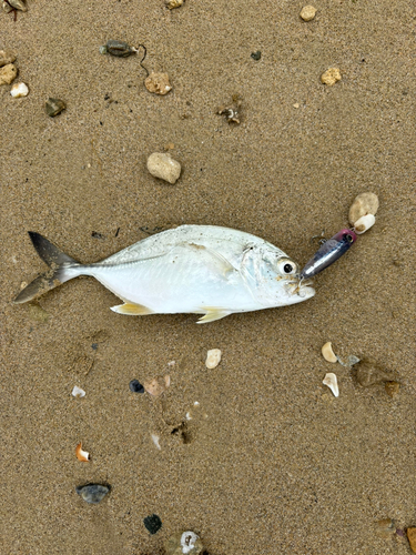 メッキの釣果