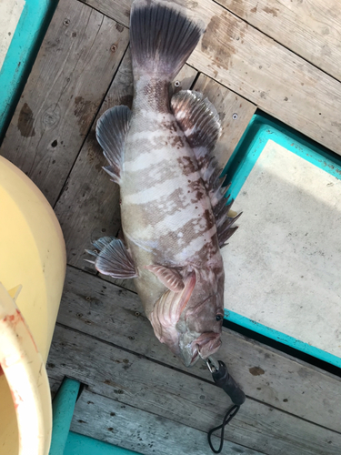 マハタの釣果