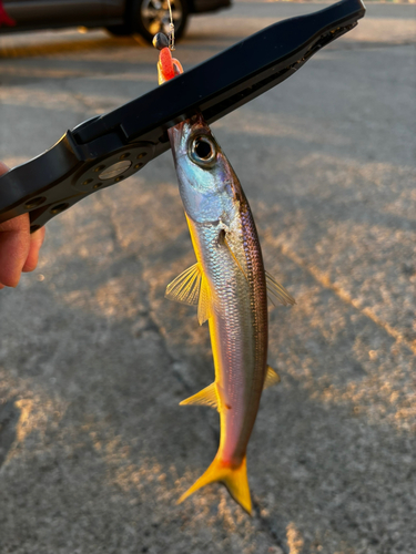 カマスの釣果