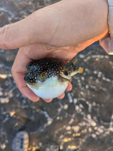 クサフグの釣果