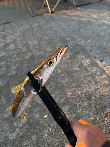 カマスの釣果