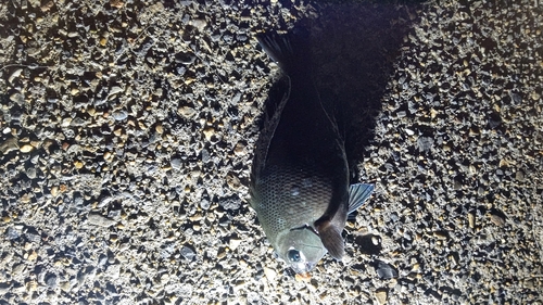 若洲海浜公園海釣り施設