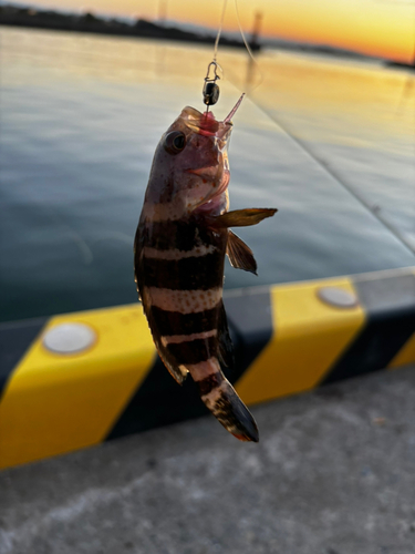 アオハタの釣果