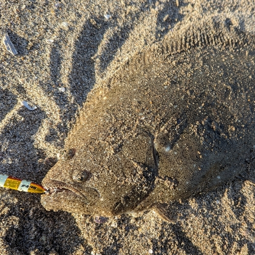 ヒラメの釣果