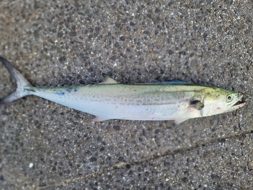 サゴシの釣果