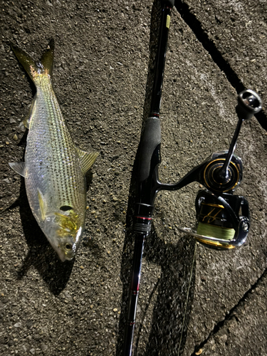 コノシロの釣果