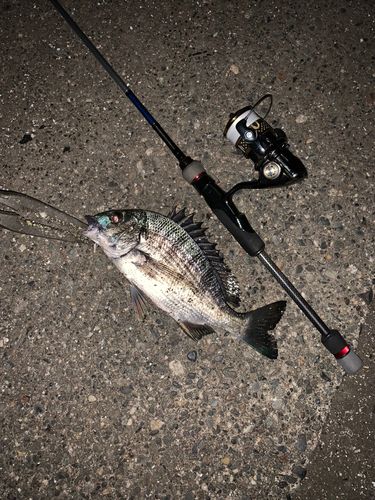 クロダイの釣果