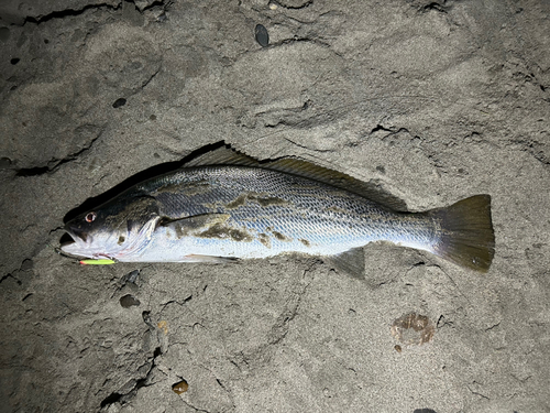 オオニベの釣果