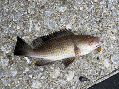 オオモンハタの釣果