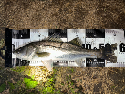 セイゴ（マルスズキ）の釣果