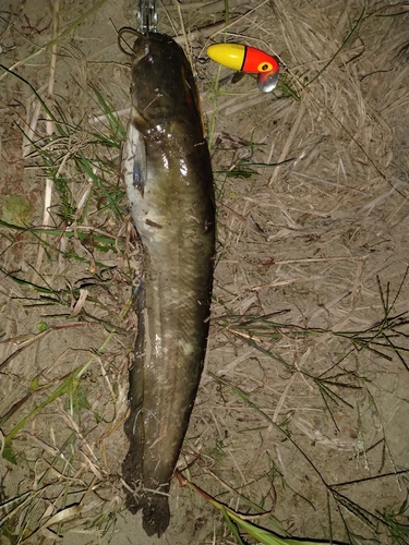 ナマズの釣果