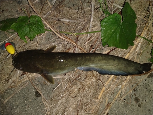 ナマズの釣果