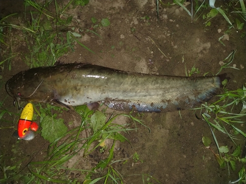 ナマズの釣果