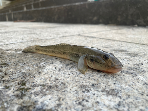 マハゼの釣果