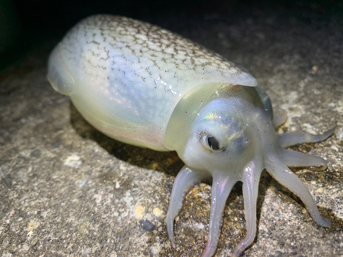 シリヤケイカの釣果