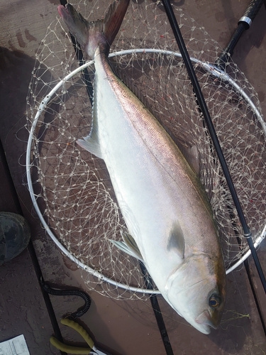 カンパチの釣果